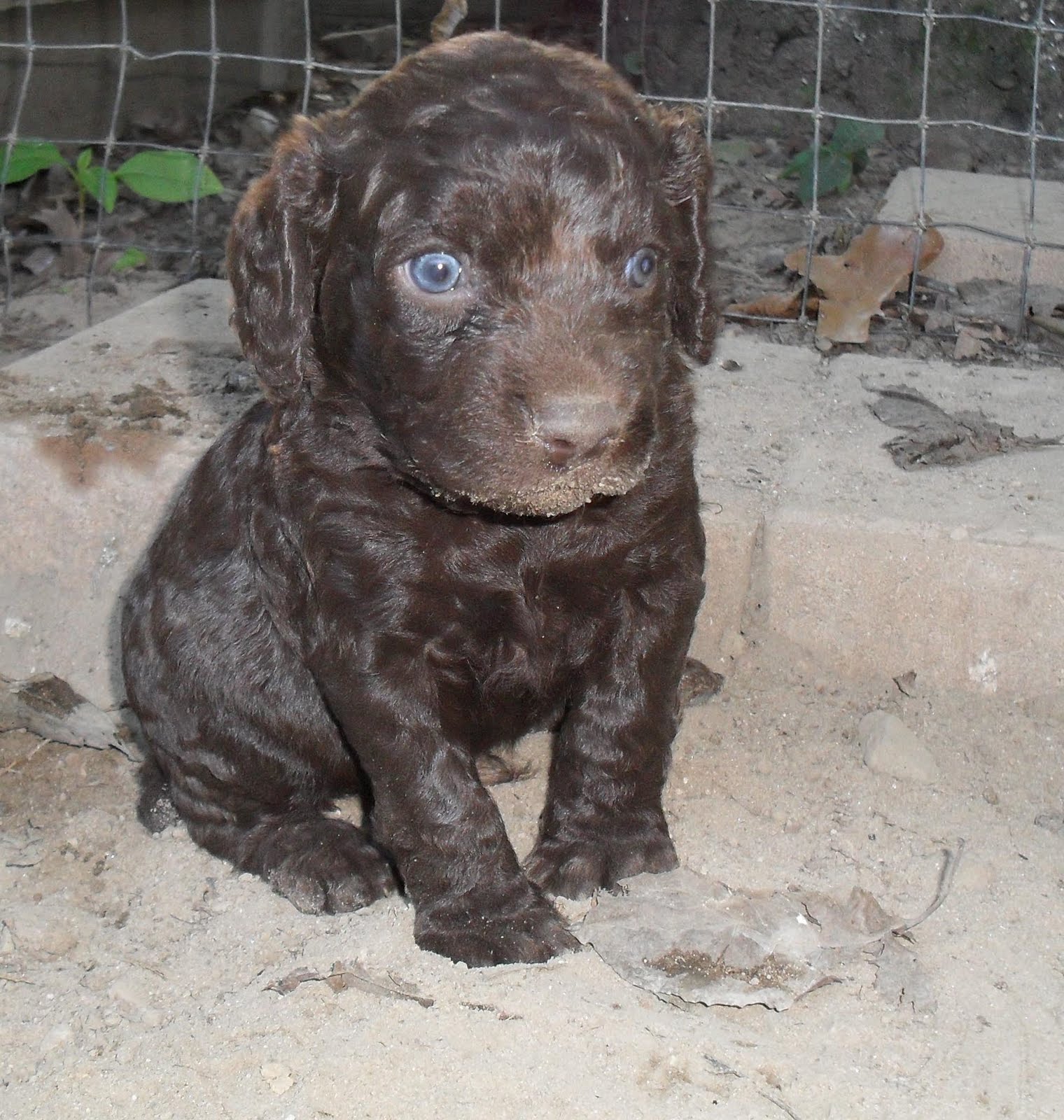 Boykin Spaniel Puppies
