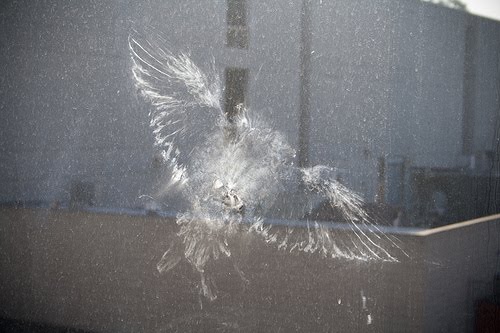 it s not your mother s audubon window bird collisions it s not your mother s audubon window bird collisions