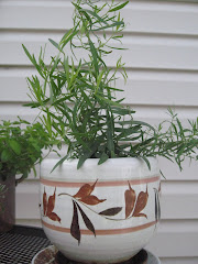 my tarragon plant