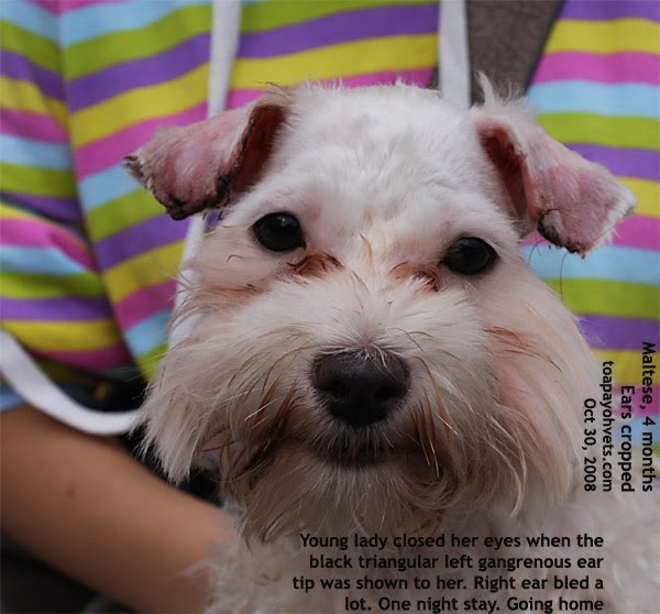 Veterinary Surgery Dr Sing 15. Ear gangrene in a Maltese