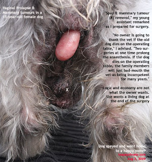 prolapsed uterus in dogs veterinary surgery dr sing 25 prolapse breast tumours in a 15 year prolapsed uterus in dogs veterinary surgery dr sing 25 prolapse breast tumours in a 15 year