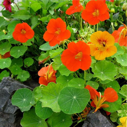 GardenSeed NASTURTIUM Dwarf Jewel Mixed Colors