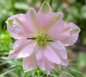 Giant Imperial Larkspur