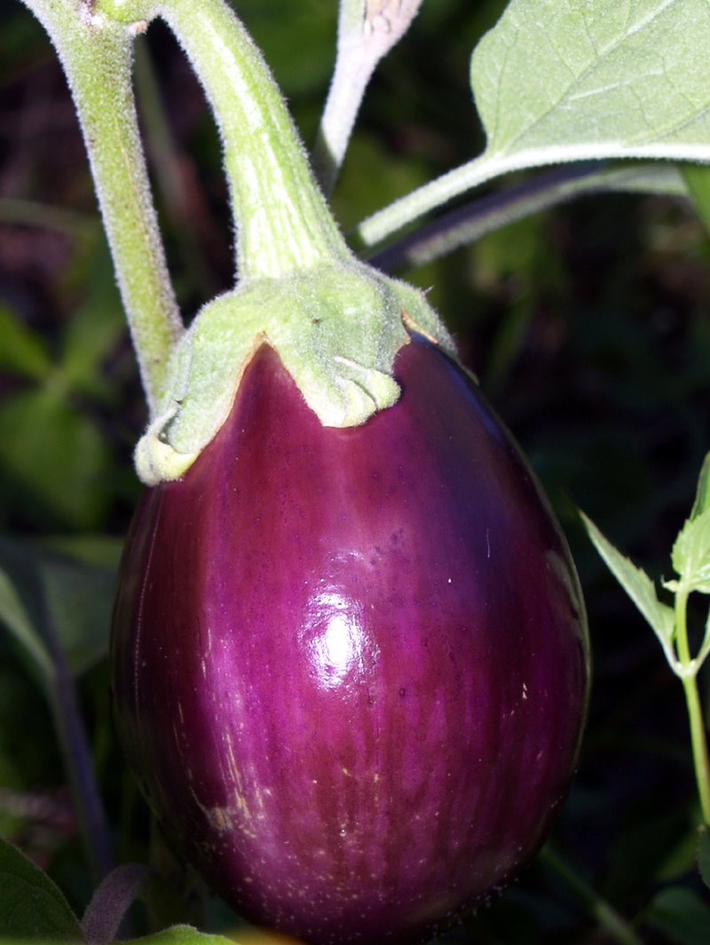 [round+eggplant2.jpg]