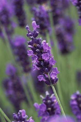 GardenSeed: English Lavender (Lavandula angustifolia) 薰衣草