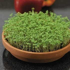 Curled Peppergrass garden cress