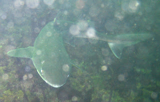 Piked+dogfish+shark