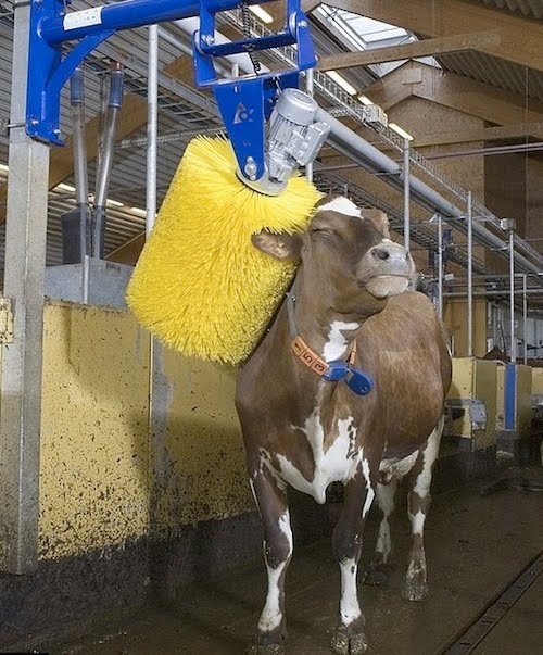 2PzNaPpod this is how a cow takes a bath