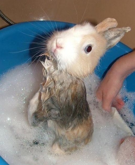 2PzNaPpod do tuesdays sometimes feel like a wet bunny?