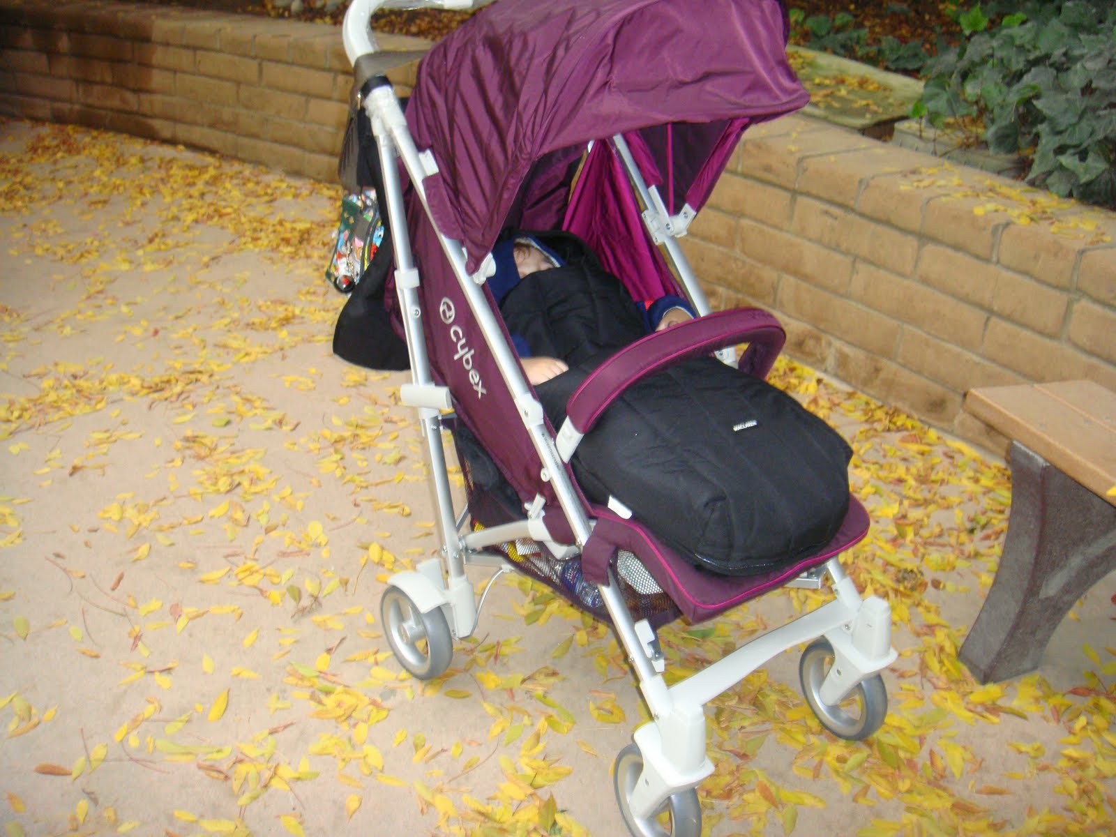 [Thanksgiving+2010+Fresno+and+Cybex+055.JPG]