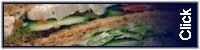 Get your compliment sandwich here