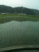 Rice Fields (Izumo)