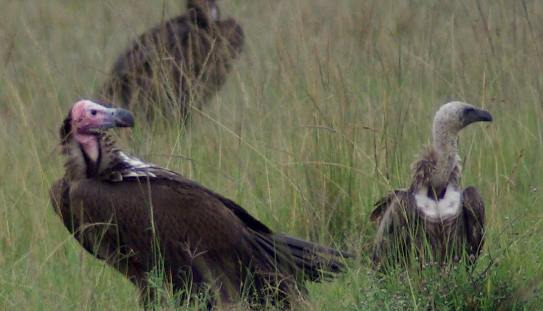 Real Monstrosities Old World Vultures