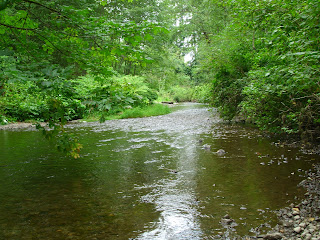 Issaquah Creek