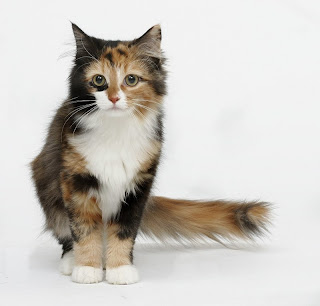 Medicine Cat: Petalsoul