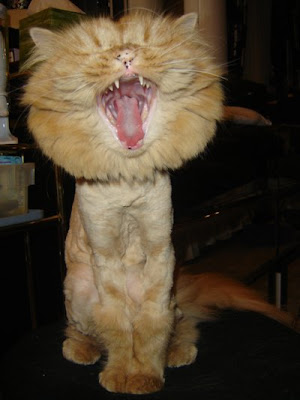 kucing - LawakJenaka.com