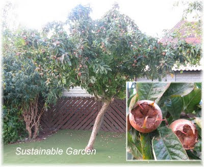 Medlar Fruit Tree