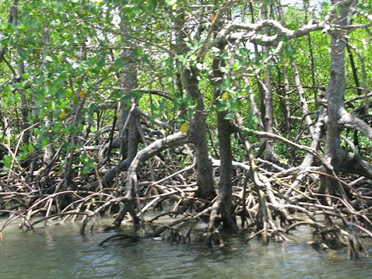 Diversidade Fazenda da Lagoa - Praia, Lagoa e Manguezal.