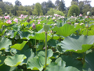 Kenilworth Park And Aquatic Gardens