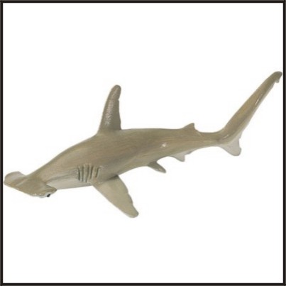 Fish of the Day: Hammerhead Shark