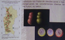 INVESTIGACION  A LA VISTA