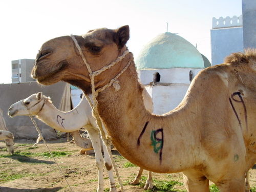 [camel.jpg]