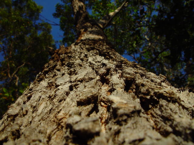 [tree.jpeg]