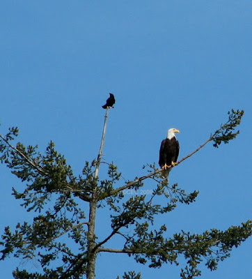Bald Crow