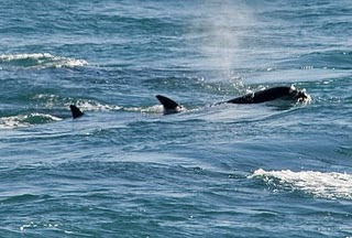 Orca Season in Punta Norte Peninsula Valdes Orcas Season (killer whale) - Punta Norte in Peninsula Valdes