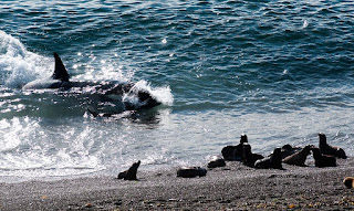 Orcas catching sea lions Orcas catching sea lions and pictures of wildlife in Valdes Peninsula