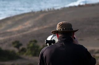 pictures of wildlife in Valdes Peninsula Orcas catching sea lions and pictures of wildlife in Valdes Peninsula