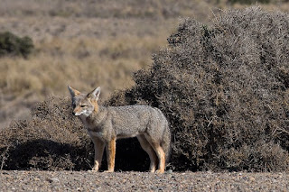patagonian fox