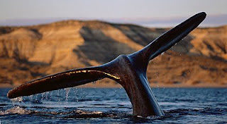 SOUTHERN RIGHT WHALES in Patagonia