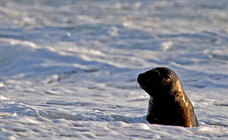 sea lion in Punta Norte