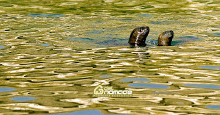 sea lions in Peninsula Valdes
