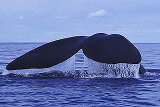 SOUTHERN RIGHT WHALE The evolution