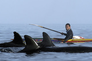 False Orca in Peninsula Valdes