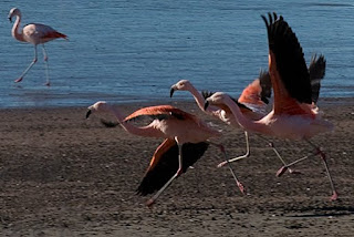 Flamingos in Peninsula Valdes Patagonia