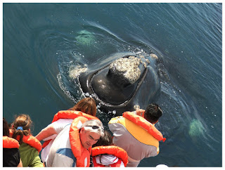 Whale watching in Patagonia Argentina