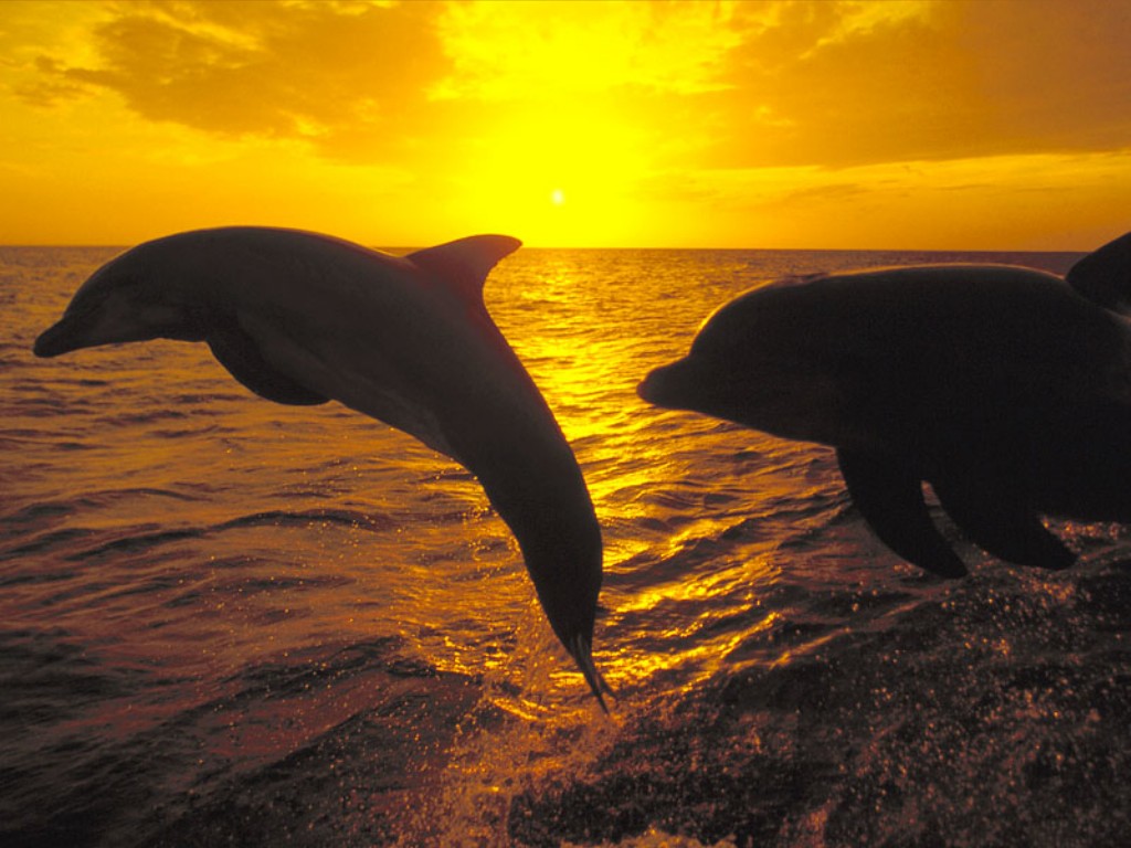 [dolphins_at_sunset.jpg]