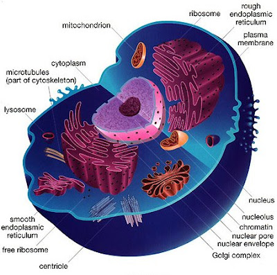 overview of plant cell. cells, plant cell