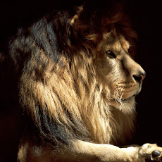 lion picture Seen On www.coolpicturegallery.us