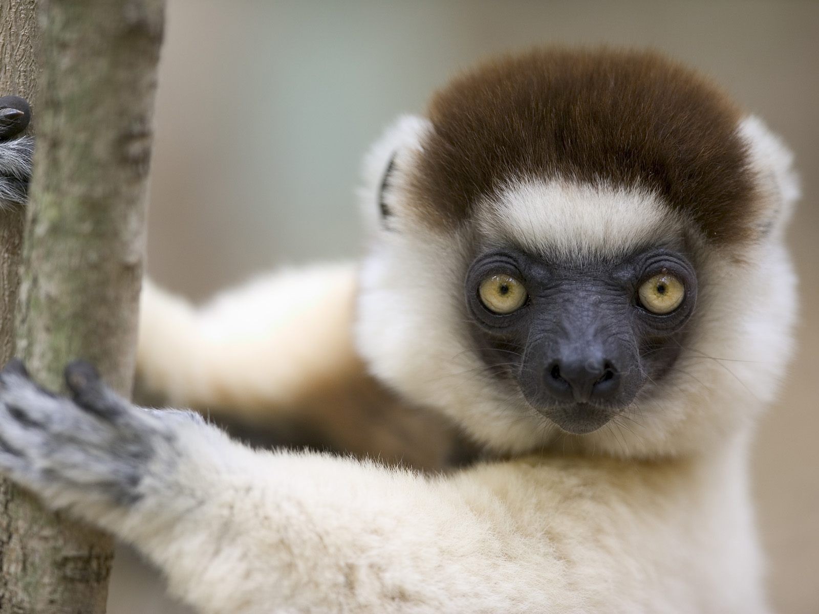 TipTop 3D & HD Wallpapers Collection: Monkey Wallpapers