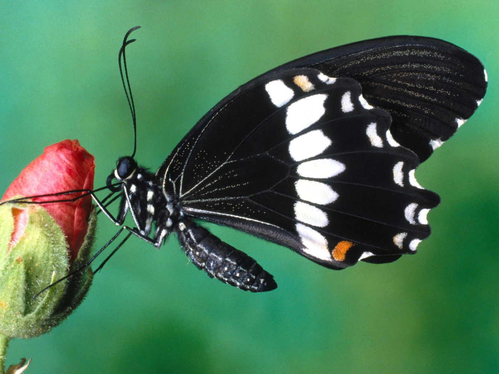 http://4.bp.blogspot.com/_BvTQDfwLKYY/TF6PzzT0tWI/AAAAAAAABJ4/fdj1E4uVFzo/s1600/Butterfly%20(27).jpg