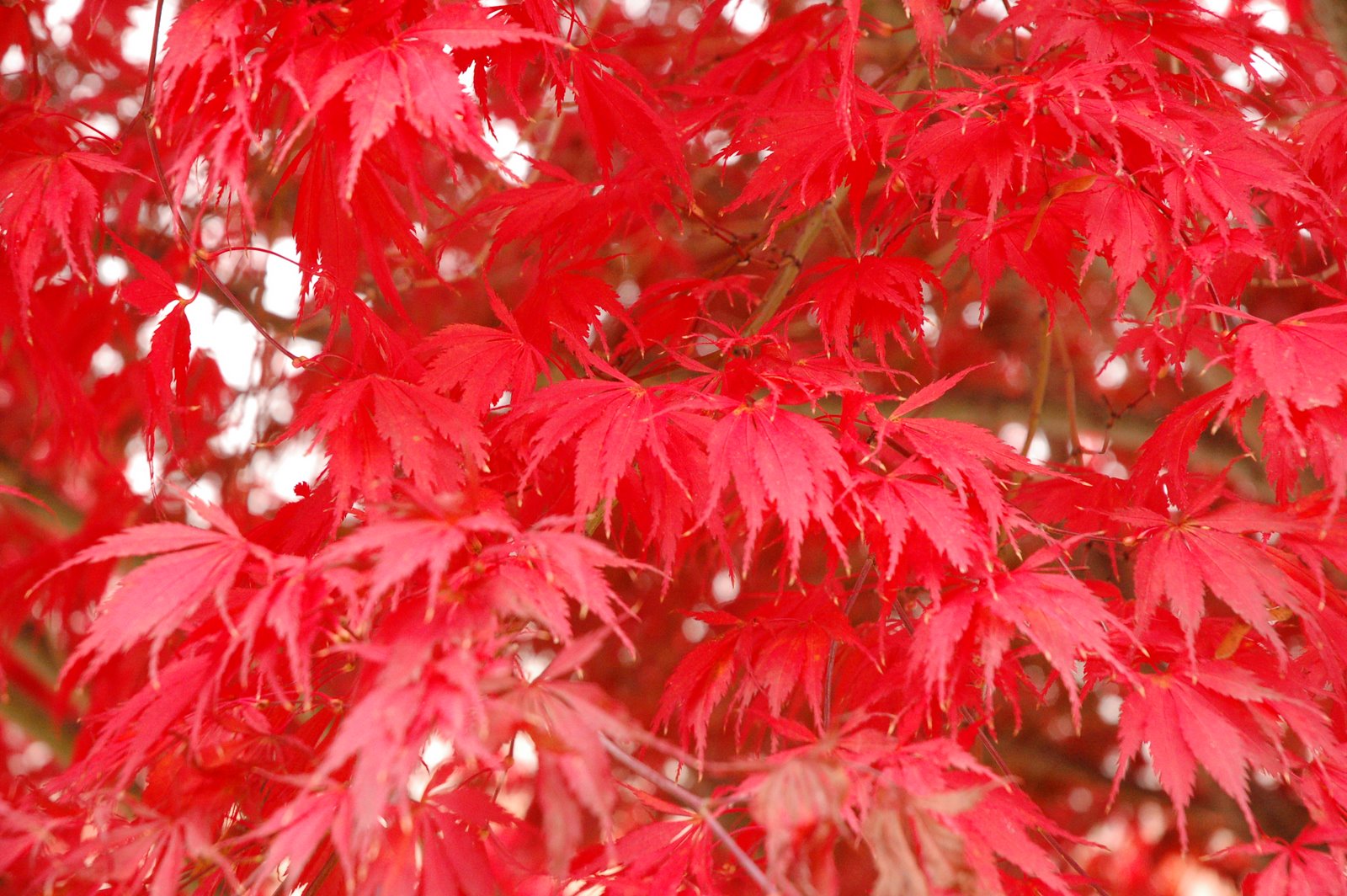 [red+leaves.JPG]