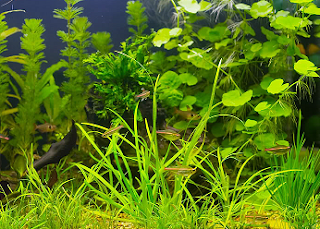 cuidados peces, peces de agua dulce, peces acuario, acuario agua dulce, ayuda peces, foro peces, alimentacion peces