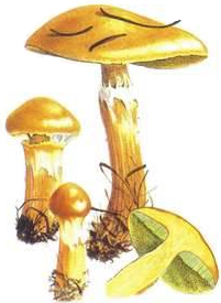 Boletus elegans, Suillus grevillei, Boleto elegante, Boleto amarillo