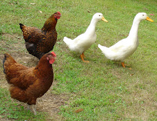 Some of my friends