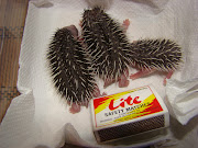 Hoglets