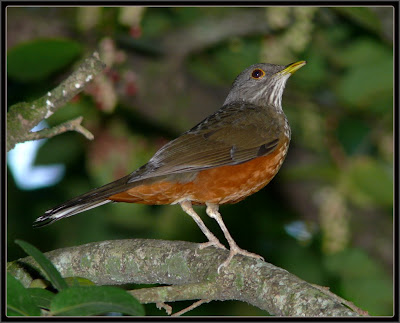 http://4.bp.blogspot.com/_Bw1eQDWoZIg/SO4ud5qQohI/AAAAAAAABKM/LsSzl4HvFK0/s400/sabia-laranjeira.jpg